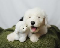 Old English Sheepdog Puppies for sale in Nampa, ID, USA. price: $1,500