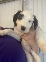 Old English Sheepdog Puppies for sale in Hollywood, Florida. price: $900