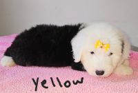 Old English Sheepdog Puppies for sale in South Bend, Indiana. price: $1,800