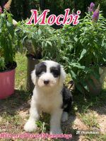 Old English Sheepdog Puppies for sale in Pensacola, Florida. price: $1,000