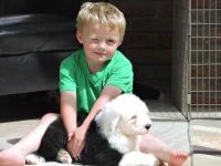 Old English Sheepdog Puppies for sale in Richmond, CA, USA. price: $750