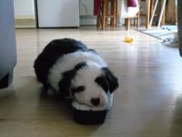 Old English Sheepdog Puppies for sale in Pleasantville, PA 16341, USA. price: NA
