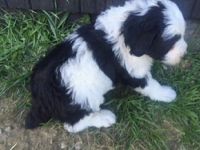 Old English Sheepdog Puppies for sale in Canton, OH, USA. price: $1,199