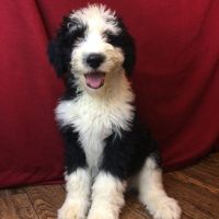 Old English Sheepdog Puppies for sale in Canton, OH, USA. price: $1,199