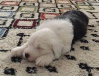 Old English Sheepdog Puppies for sale in Linden, MI 48451, USA. price: $1,400