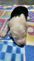 Old English Sheepdog Puppies for sale in Montgomery, IN, USA. price: $1,300