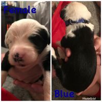 Old English Sheepdog Puppies for sale in Richmond, KY, USA. price: $1,250