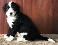 Old English Sheepdog Puppies for sale in Houston, TX, USA. price: $400