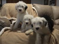 Old English Sheepdog Puppies for sale in Hanford, CA 93230, USA. price: $1,800