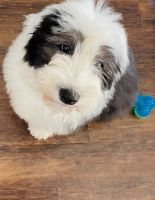 Old English Sheepdog Puppies for sale in Las Vegas, NV 89166, USA. price: $1,500