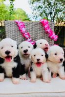 Old English Sheepdog Puppies for sale in Mission Viejo, CA, USA. price: $3,400