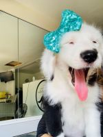 Old English Sheepdog Puppies for sale in Mission Viejo, CA, USA. price: $1,500