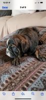Olde English Bulldogge Puppies for sale in North Bend, NE 68649, USA. price: $1,500