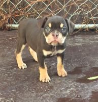Olde English Bulldogge Puppies for sale in Indianola, MS 38751, USA. price: $1,000