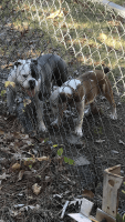 Olde English Bulldogge Puppies for sale in Charlotte, NC 28214, USA. price: $1,200