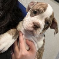 Olde English Bulldogge Puppies for sale in Salem, OR, USA. price: NA