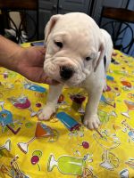 Olde English Bulldogge Puppies for sale in Taneytown, MD 21787, USA. price: $2,000
