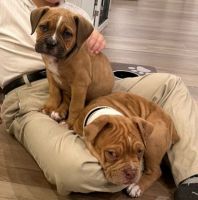 Olde English Bulldogge Puppies for sale in West Point, UT, USA. price: $800