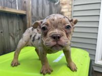Olde English Bulldogge Puppies for sale in Paige, TX 78659, USA. price: $1,000