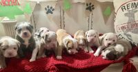 Olde English Bulldogge Puppies for sale in Temperance, MI 48182, USA. price: NA