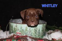 Olde English Bulldogge Puppies for sale in Cloverdale, IN 46120, USA. price: $2,000