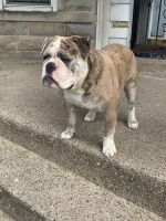 Olde English Bulldogge Puppies for sale in Chicago, Illinois. price: $3,000