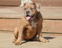 Olde English Bulldogge Puppies for sale in Cloverdale, Indiana. price: $1,000