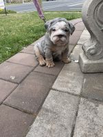 Olde English Bulldogge Puppies for sale in BlackWood, New Jersey. price: $4,500