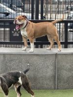 Olde English Bulldogge Puppies for sale in Takoma Park, Maryland. price: $1,250