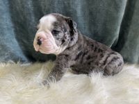 Olde English Bulldogge Puppies for sale in Chetek, WI 54728, USA. price: $2,500