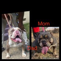 Olde English Bulldogge Puppies for sale in Jackson, Mississippi. price: $2,000