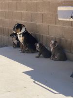 Olde English Bulldogge Puppies for sale in Tucson, Arizona. price: NA