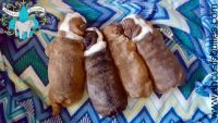 Olde English Bulldogge Puppies for sale in Dyersburg, TN 38024, USA. price: $3,000