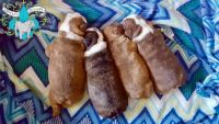 Olde English Bulldogge Puppies for sale in Dyersburg, TN 38024, USA. price: $3,500
