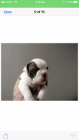 Olde English Bulldogge Puppies for sale in La Porte, TX 77571, USA. price: $1,800