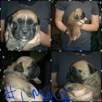 Olde English Bulldogge Puppies for sale in Confluence, PA 15424, USA. price: $1,300