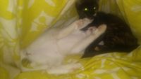 Oriental Bicolour Cats for sale in Boise, ID, USA. price: $95