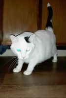 Oriental Bicolour Cats for sale in Gillette, WY, USA. price: $75