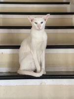 Oriental Shorthair Cats Photos