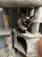 Oriental Shorthair Cats for sale in Dayton, Ohio. price: $25,000