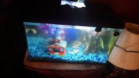 Oscar Fishes for sale in Knightstown, IN 46148, USA. price: $35