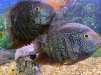 Oscar Fishes Photos