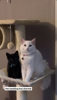 Other Cats for sale in New Orleans, LA, USA. price: $950
