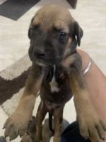 Other Puppies for sale in Nagpur, Maharashtra, India. price: 7,000 INR