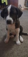 Other Puppies for sale in Oak Creek, WI 53154, USA. price: $200