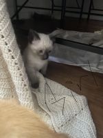 Kitten give away