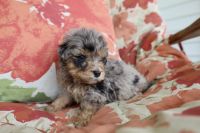 Other Puppies for sale in Tyner, KY 40486, USA. price: $1,000