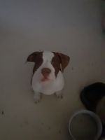 Other Puppies for sale in San Jose, CA, USA. price: $50
