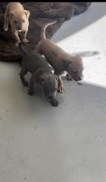 Other Puppies for sale in 92128 Bernardo Center Dr, San Diego, CA 92128, USA. price: $50,000
