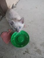 Other Cats for sale in 4460 W 6200 S, Kearns, UT 84118, USA. price: $100